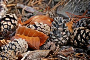 gamagapix-pine-cones-5547057_1920