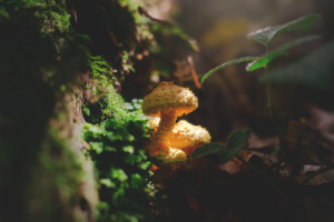 lum3n-mushroom-1638854_1920