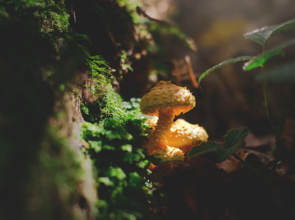 lum3n-mushroom-1638854_1920